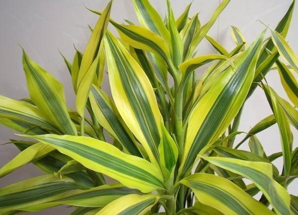 此4种金边植物有钱人都爱养养得好身体更好更招财