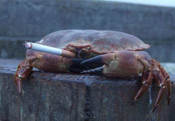 "让孩子们放松放松嘛,学习也不能一直紧绷着呀"校长眼睛瞪得像驴蛋:"