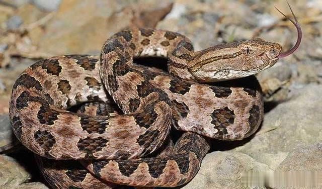 蛇二,杀伤力太强,致人于死地的恐怖生物.