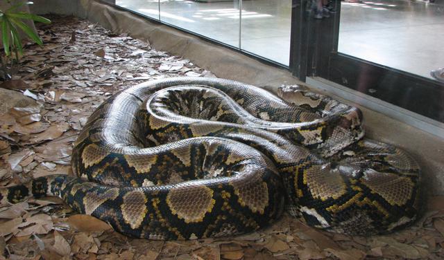 网纹蟒又叫霸王蟒是世界上最长的蟒蛇无毒但它的杀伤力非常强