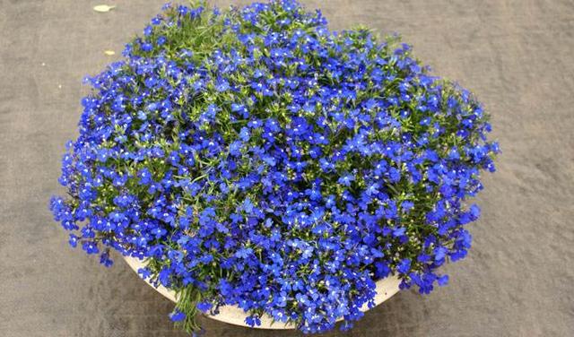 试试这2种"吊兰",能开"3季花",真耐看!