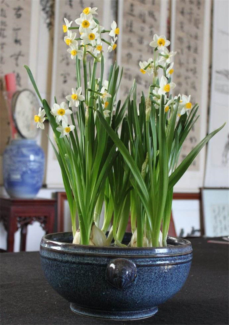 盆栽花卉养护方法(盆栽花卉养护方法视频)