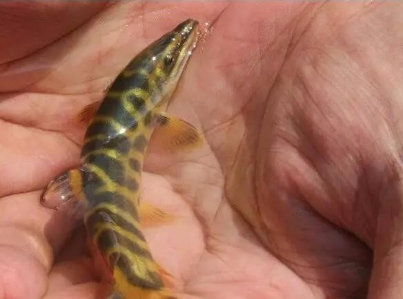 这种鱼不像泥鳅爱钻在泥土淤泥中,它更爱生活在清澈的山溪河流中