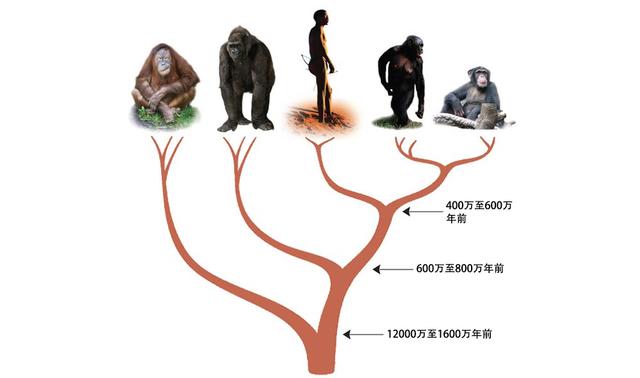 人类和黑猩猩有什么相似之处?