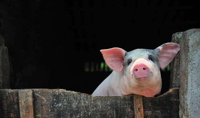生猪价格止跌趋稳今年生猪价位能否破10元每斤