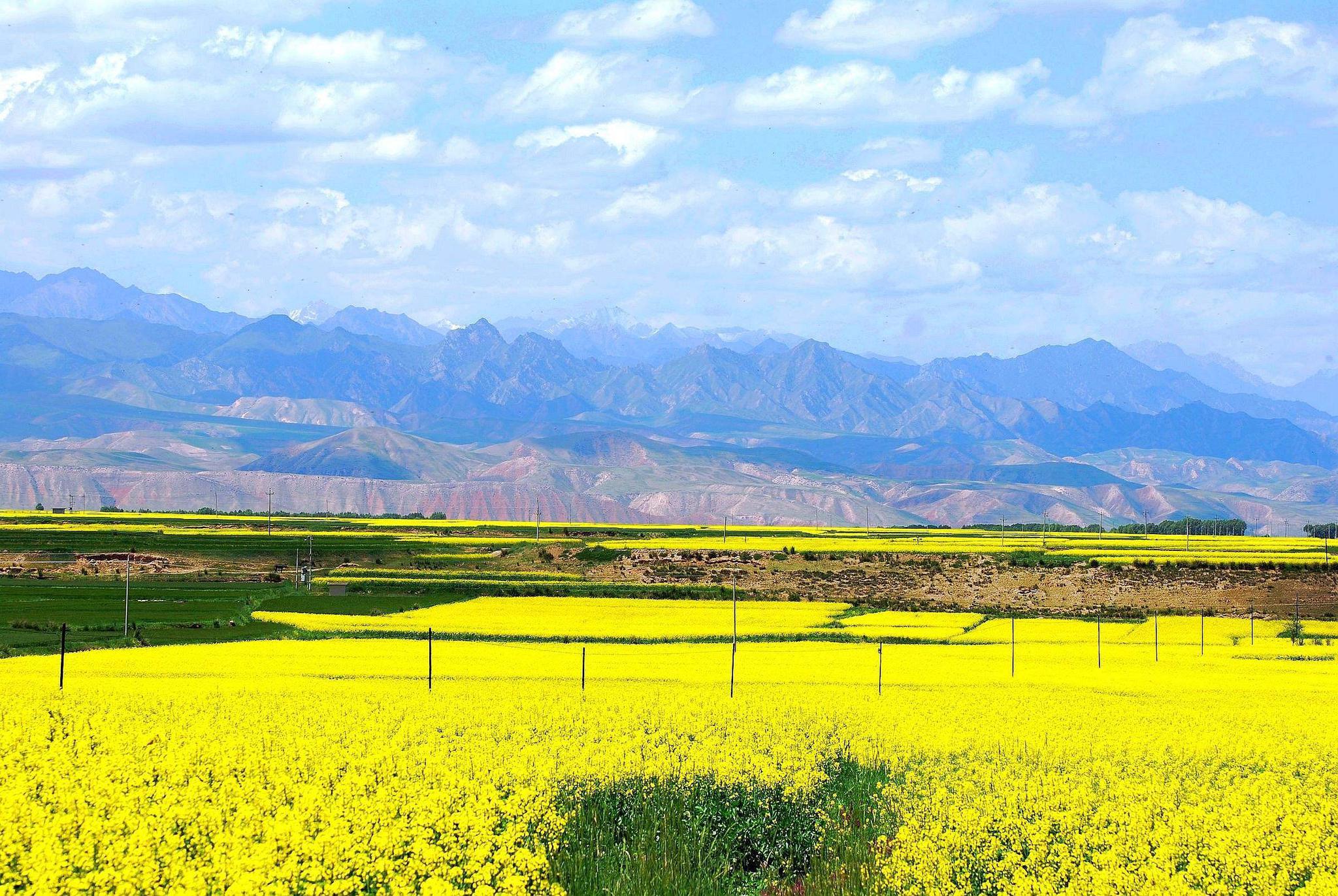 安康"春来早"汉阴油菜花旅游季帷幕即将拉开 黄色花海强势袭来|安康|