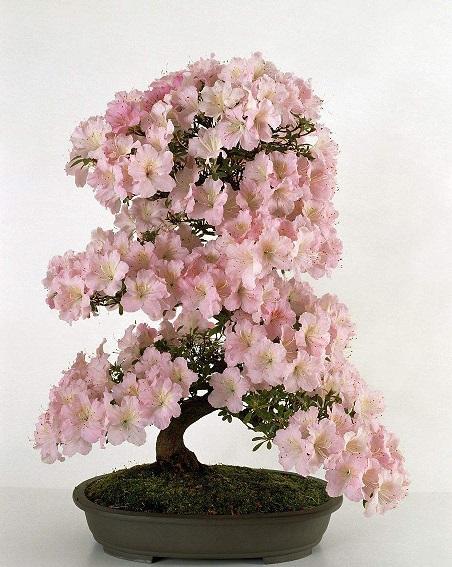 还在羡慕日本樱花浪漫氛围?现在动手养一盆,开春你也能感受到!