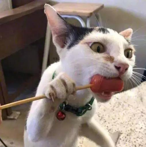 猫咪偷吃被发现,理直气壮:就是我干的怎么了?