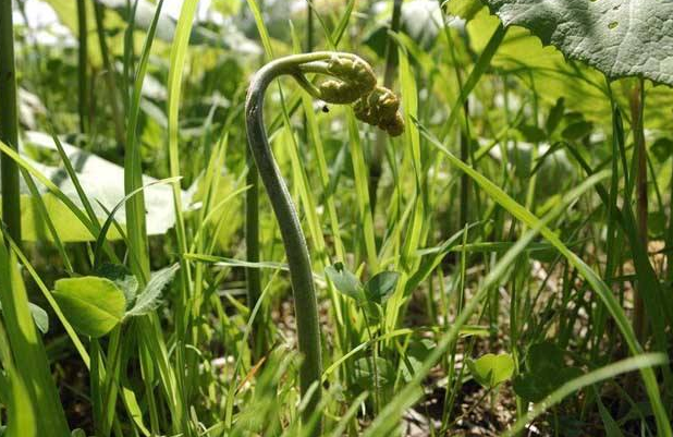 在农村有一种野菜,被农民称为"山菜之王",每斤可上高价
