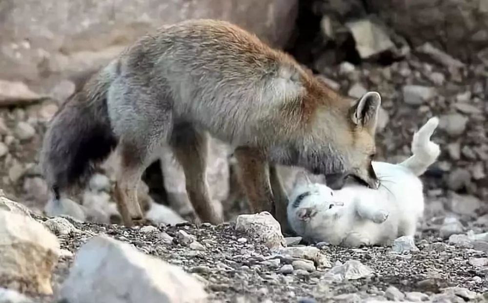 野猫和狐狸像一对小夫妻一样在郊外生活,快活赛神仙|狐狸|野猫|猫咪