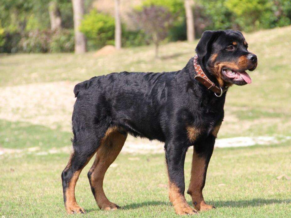 罗纳威犬优点太多,随便说几个都会让主人很满意,是狗中的宝贝