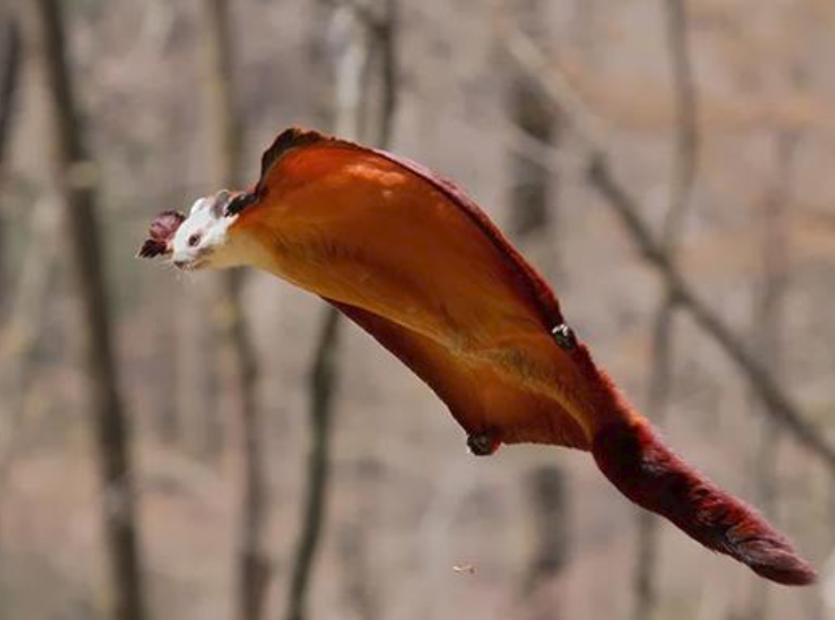 滑翔|猫|天敌_新浪新闻