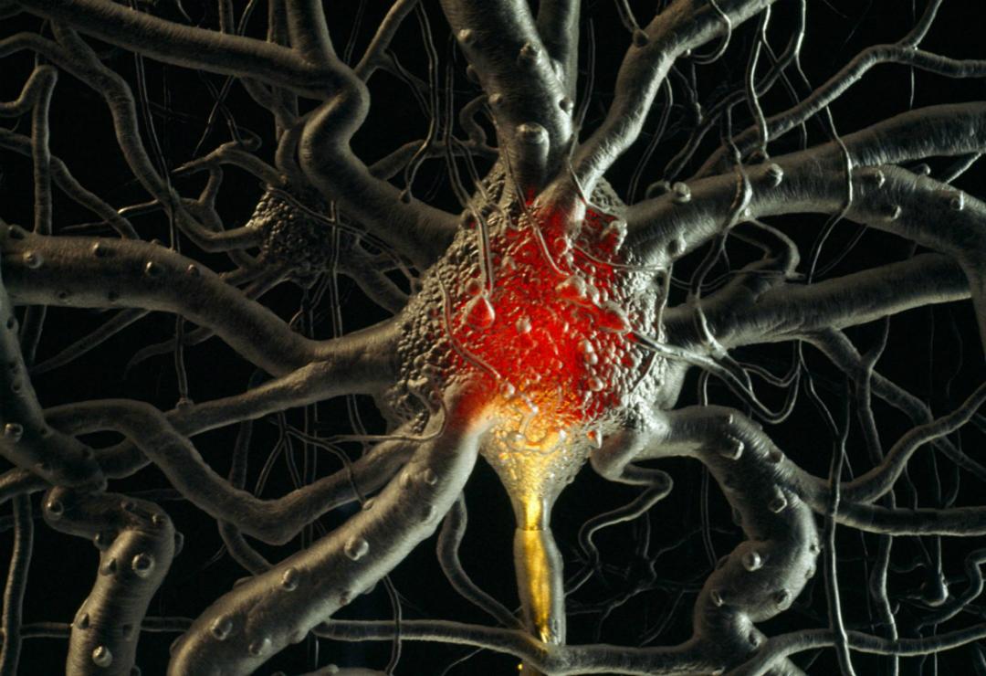 蜗牛用2个脑细胞处理事情,未来机器人简单版大脑可能起源于它