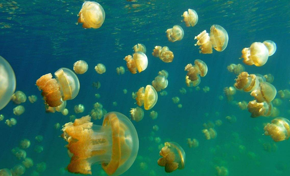 官宣:世界上罕见无毒将水母回归