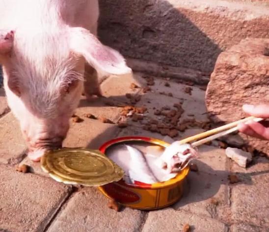 买一盒鲱鱼罐头喂猪猪上前闻了闻随后的表情亮了