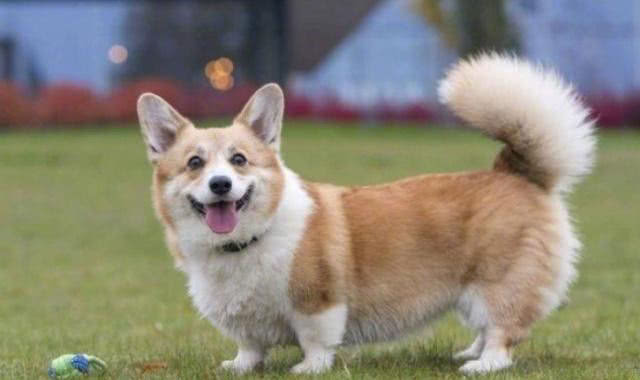 未断尾的柯基犬,也同样可爱,毛茸茸的大尾巴像只大松鼠