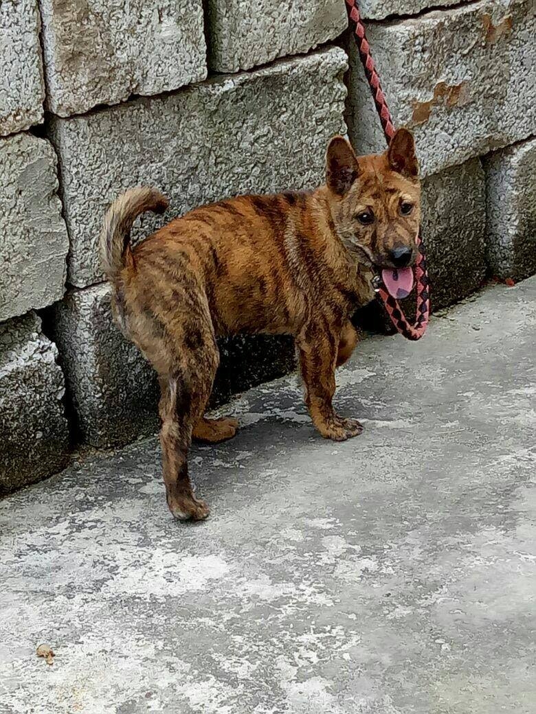 中华虎斑犬长相挺威武如今频临灭绝难找到