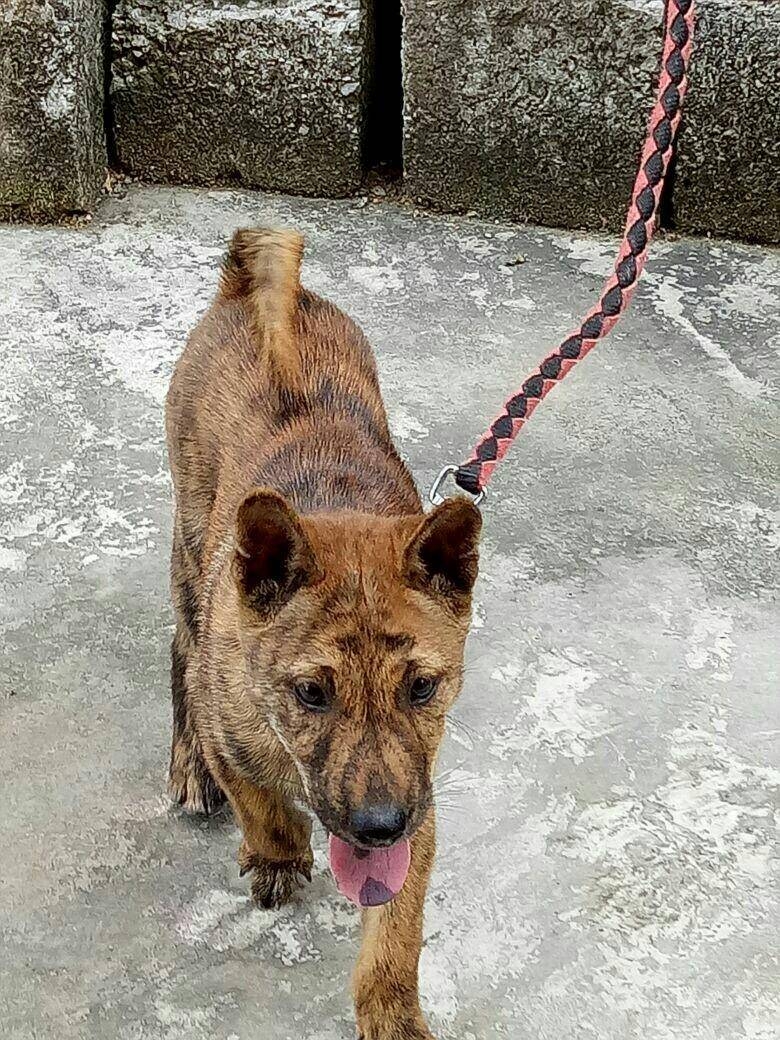 中华虎斑犬长相挺威武如今频临灭绝难找到