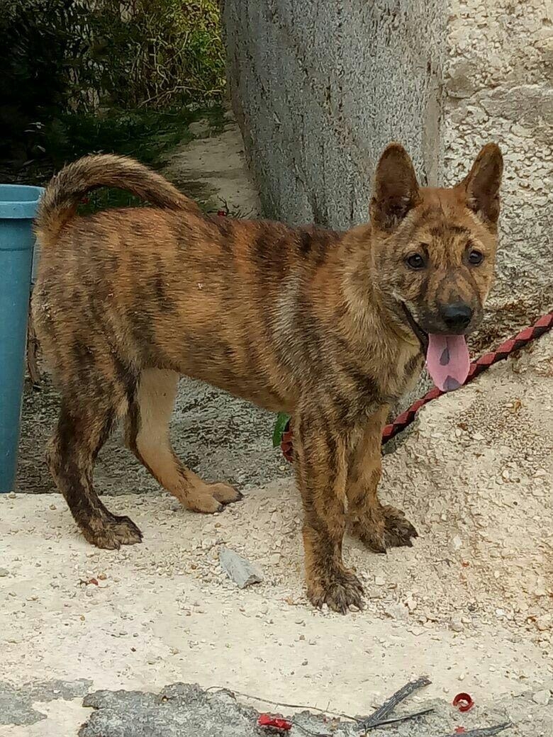 中华虎斑犬长相挺威武如今频临灭绝难找到