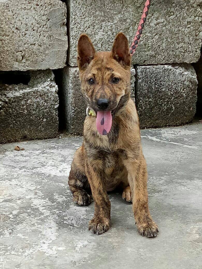 如今纯种中华虎斑狗现为中国本土珍稀犬种,是属于亟待拯救的本土犬种.