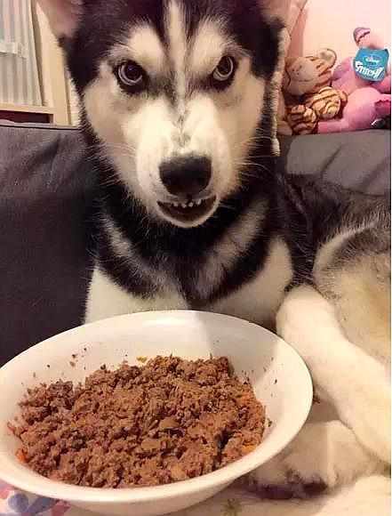 主人独自吃美食,却给了二哈一碗土,第二天主人回家后悔到哭