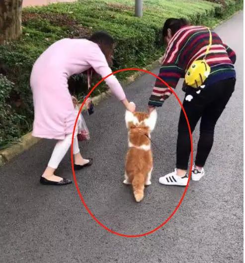 猫咪不肯走路减肥,没办法小姐姐只好手拉着它一起走