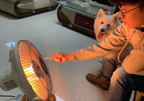 萨摩耶怕冷独霸小太阳烤火,爸爸担心软糖烤焦毛,妈妈:假雪橇犬