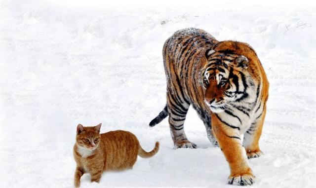 知道自己跟老虎同属猫科动物之后,霸气侧漏,猫:这条街我说了算