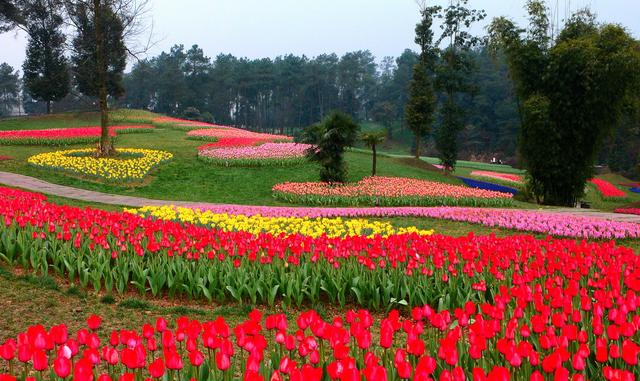 耍遍成都:近郊那些花卉主题观光园!