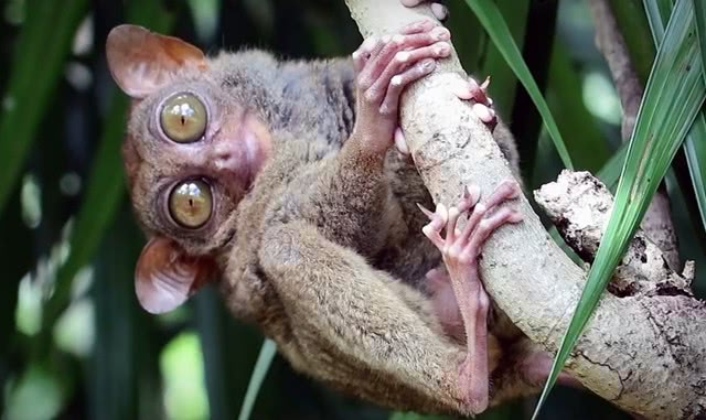 世界上最小的猴子,眼睛却相当之大,曾在地球上消失了90年!