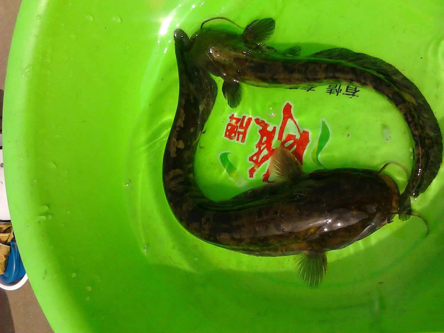 我立即换上了新鲜的蚯蚓,谁知到底就有了漂讯,马上就上了一条小花鲶鱼