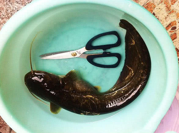 乡下小河里钓获的我们土话叫花鲶现在很少见了