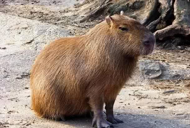 9种你可能知道它们很大但是看到数字还是会吓一跳的动物