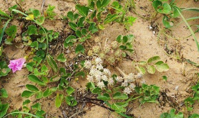 沙土上这种野草 根的价值相当珍贵|珊瑚菜|沙土|野菜_新浪新闻