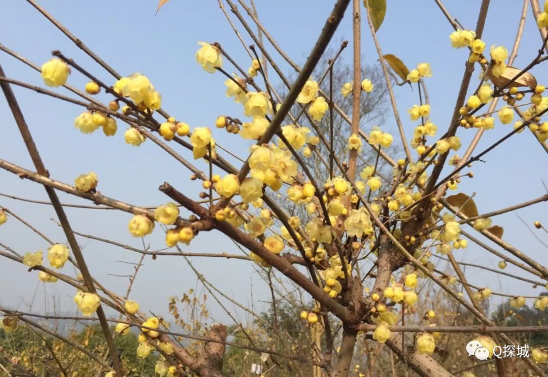 保险大师梅第简介 保险梅地