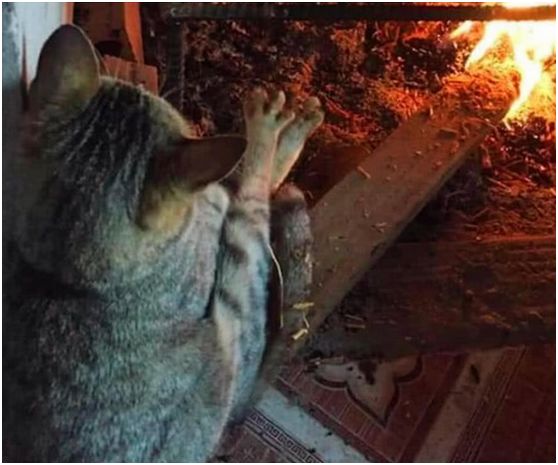 小伙准备生火烤红薯吃,看一旁猫咪的坐姿有点奇怪,仔细一看笑翻
