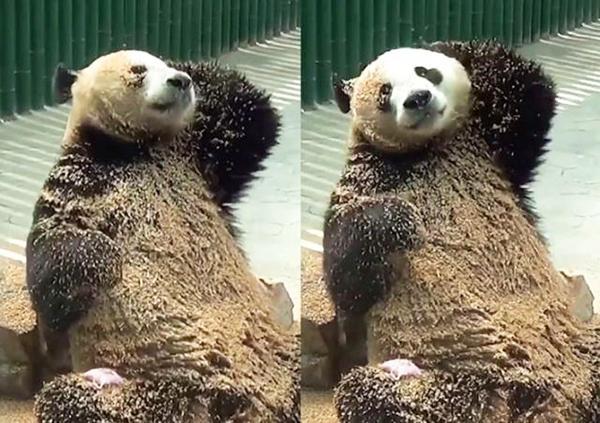 动物园装修, 大熊猫看到沙子后, 洗起了"沙滩浴", 饲养员气笑了