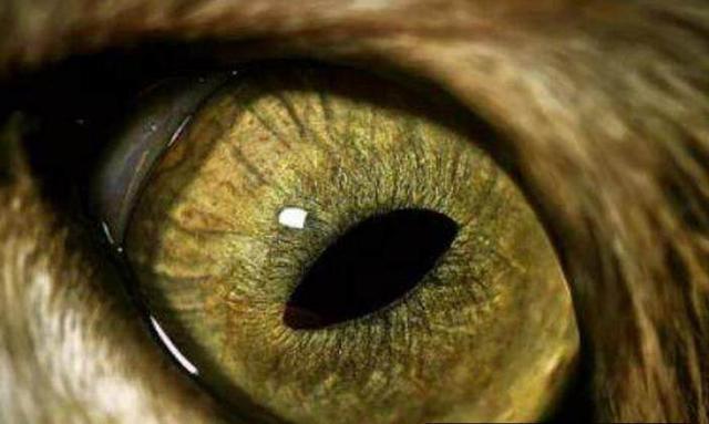 心理测试四双猫眼哪一双最好看测试你身边最爱你的人是