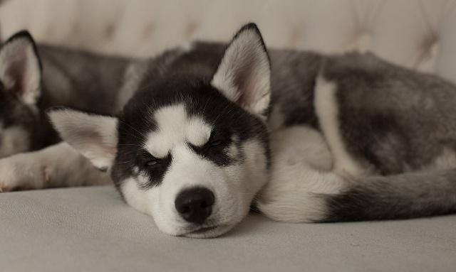 狗中怂包非它们莫属,大体格子之下,也藏不住一颗"怂"心