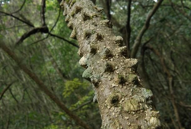 它就是飞龙掌血山里遇见请别砍错目前极为珍贵