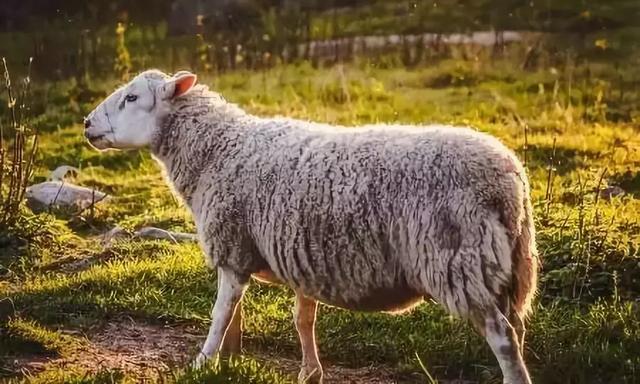 世界上最能产羔的羊——兰德瑞斯羊