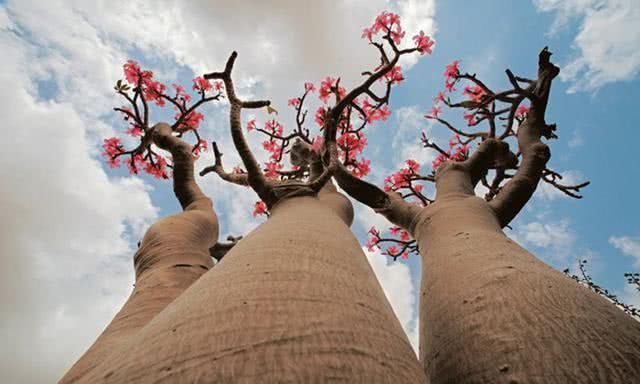 沙漠中的"瓶子树":一棵树能储存2吨水,关键时刻能救命!