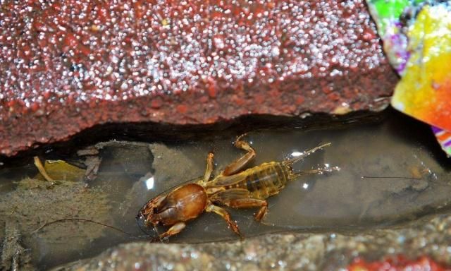 听蝲蝲蛄叫唤就不种庄稼了?农田害虫遇