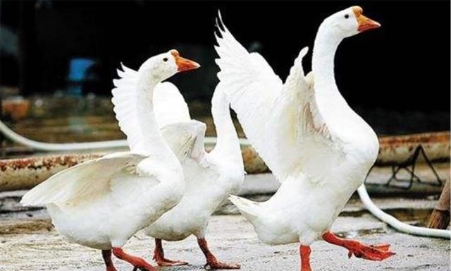 俗语:"宁让狗咬,不让鹅拧",鹅有多凶?农村生活过的才知道