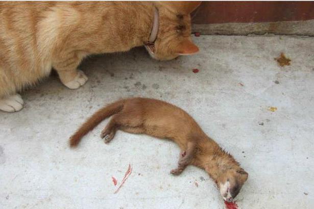 每天一个趣味冷知识,猫和黄鼠狼哪个更厉害?长知识了