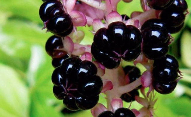 最开始果实是青色,之后慢慢变成紫黑色,所以小时候我们都喜欢叫它为黑