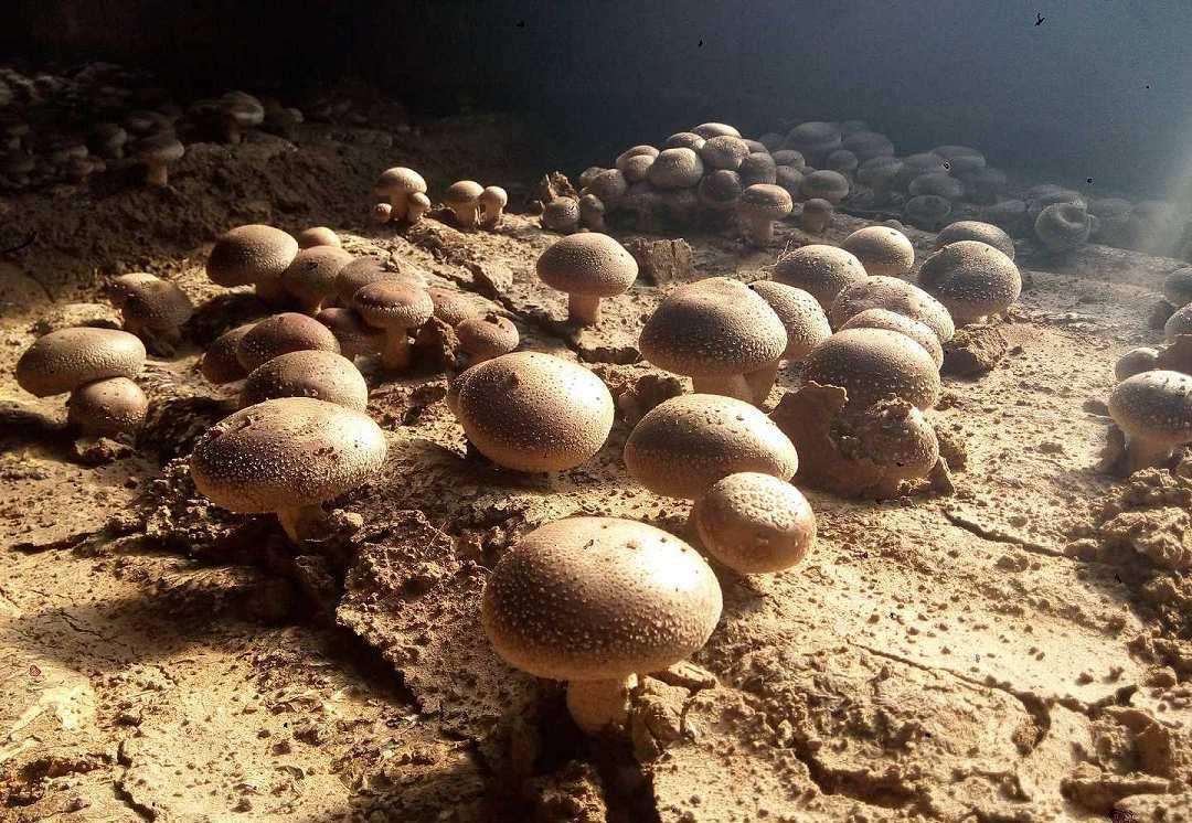 忠告:胃不好的人,多吃4种食物,胃越来越好,身体棒棒|幽门|南瓜|杆菌