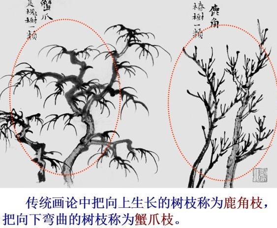 柳树的结构图片