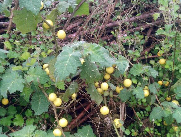 一种黄色的野果子在农村地方很常见但在城里有钱都难买到
