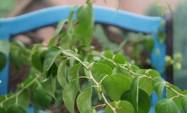 三角梅控水促花反复操作两次枝条两侧猛抽花芽花量暴增
